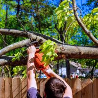 Kertészet és erdészet